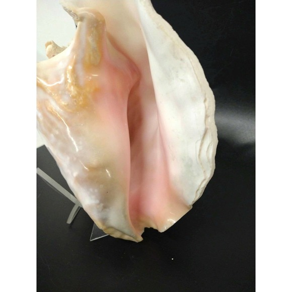 Large Natural Conch Florida Fighting Queen Shell 8" x 6" Over 2 Pounds - Picture 3 of 5